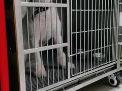 -菲尔斯特宠物医院