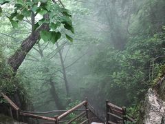 -王顺山国家森林公园