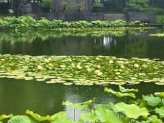 -陈家山荷花公园