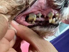 -宠福鑫康馨动物医院·骨科·眼科