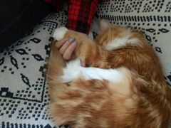 -平行世界·猫咖(首经贸店)