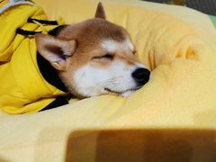-逗柴咖啡屋·狗咖猫咖宠物桌游