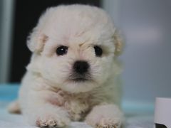 -翊宠yipet猫狗购宠庄园
