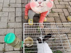 -甜心庄园·甜心草莓采摘园(西青中北店)