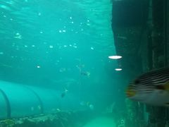-悉尼海洋生物水族馆