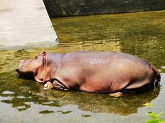 -合肥野生动物园