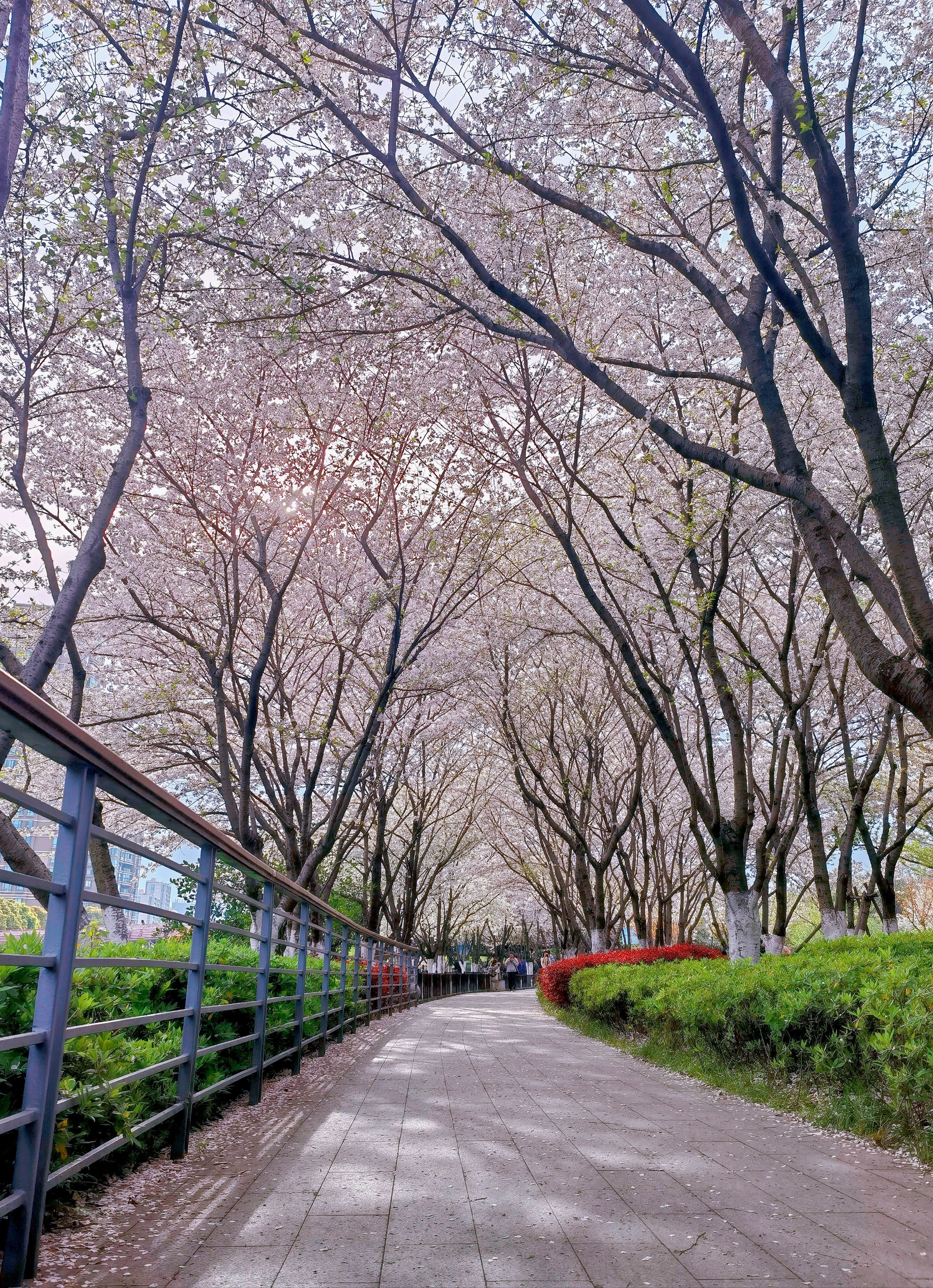 花谢花飞花满天