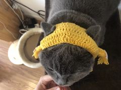 -Pets First伊珊娜洗护·精致美容·家庭式寄养(新会路店)