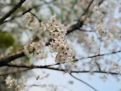 -新虹桥中心花园