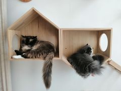 -Catmate·猫肥家润(金润铂宫店)