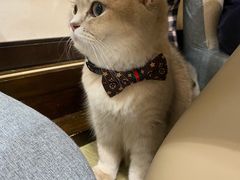 -逗柴咖啡屋·狗咖猫咖宠物桌游
