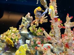 -欢乐海岸海洋奇梦馆