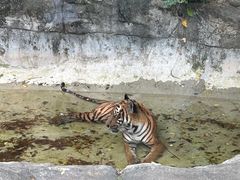 -广州动物园