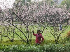 -武汉大学-樱园