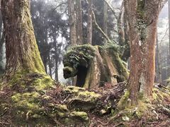 景点-阿里山神木遗迹