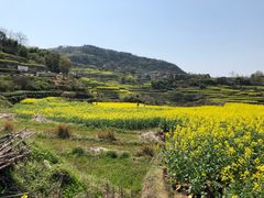 -桑洲油菜花景区
