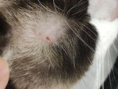 -关爱宠物医院·猫科中心·消化科(滨湖万达分院)