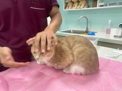 -北京观赏动物医院·24小时大型综合·猫专科·异宠专科