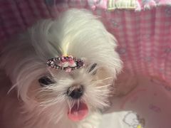 -瑞派康怡24h宠物医院·犬猫医疗中心·微创绝育(瑞景分院)