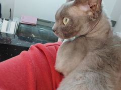 -琪喵猫屋·撸猫猫咖·猫舍