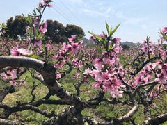 -南汇桃花村