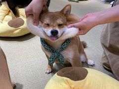 -逗柴咖啡屋·狗咖猫咖宠物桌游