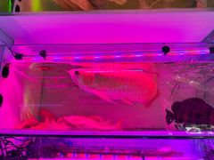 -青石桥花鸟鱼虫市场(叠翠城店)