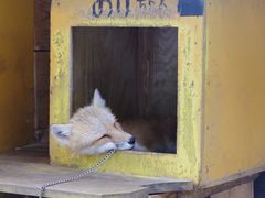 -宫城藏王狐狸村