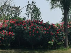 -咸阳湖景区