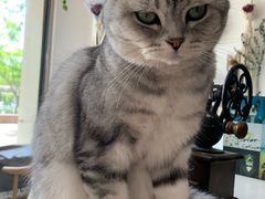 -平行世界·猫咖(首经贸店)
