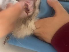 -瑞派福兴宠物医院犬猫全科·骨科·中西医结合(河东店)