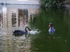 -成都南湖公园