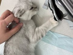 -瑞派雷欧宠物医院·24h夜诊·心脏骨科牙科·全科重症转诊中心(无影山店)