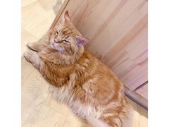 -藏猫猫咖啡主题馆(中央大道店)