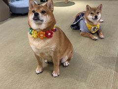 -逗柴咖啡屋·狗咖猫咖宠物桌游
