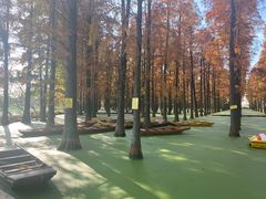 -渌洋湖湿地公园