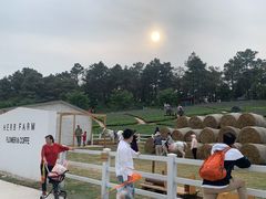 -大塘金香草谷