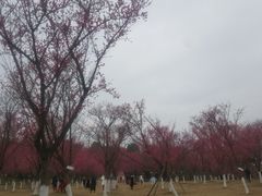 -秀丽东方