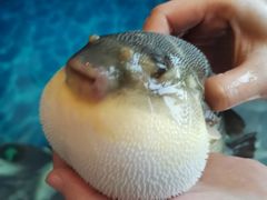 -肆月河豚·新淮扬(金融街店)