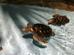 -芜湖新华联大白鲸海洋公园