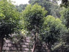 -船政文化景区-罗星塔公园