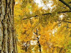 -三里屯东五街银杏大道