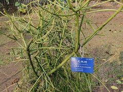 -中国科学院西双版纳热带植物园