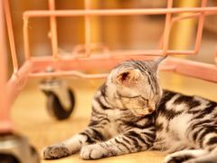 -Let's go狗咖·猫咖·奶狗·桌游(春熙路IFS店)