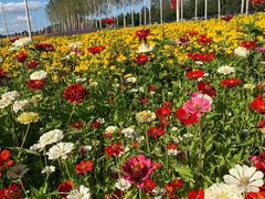-莲花山花海