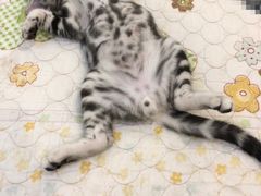 -70cat德文卷毛猫·缅因猫纯种猫舍