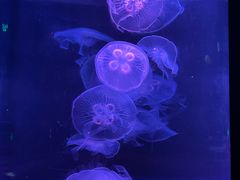 -欢乐海岸海洋奇梦馆
