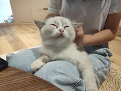 -瞄一喵猫咖(格力海岸店)