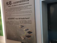 -辽宁古生物博物馆