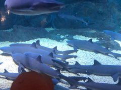 -烟台海昌鲸鲨海洋公园